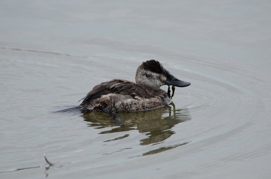 Duck, Ruddy, 2013-01063271 Estero Llano Grande State Park, TX.JPG - Ruddy Duck. Estero Llano Grande State Park, TX, 1-6-2013